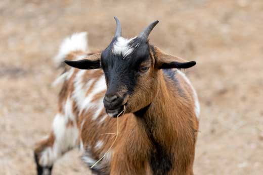 Shio 14 Juli: Kambing Penuh Semangat-Image-1