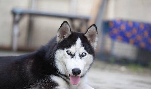 Anjing Husky Dianggap Bodoh, Padahal IQ Normal-Image-2