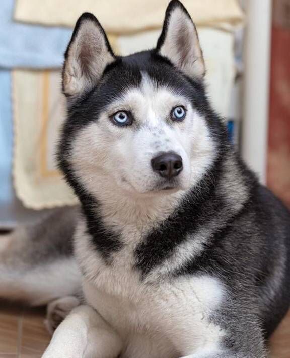 Anjing Husky Dianggap Bodoh, Padahal IQ Normal-Image-3