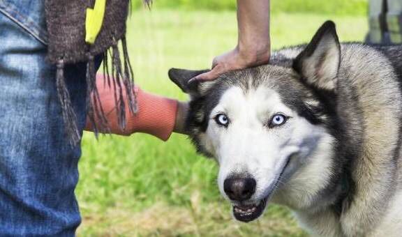 Anjing Husky Dianggap Bodoh, Padahal IQ Normal-Image-4