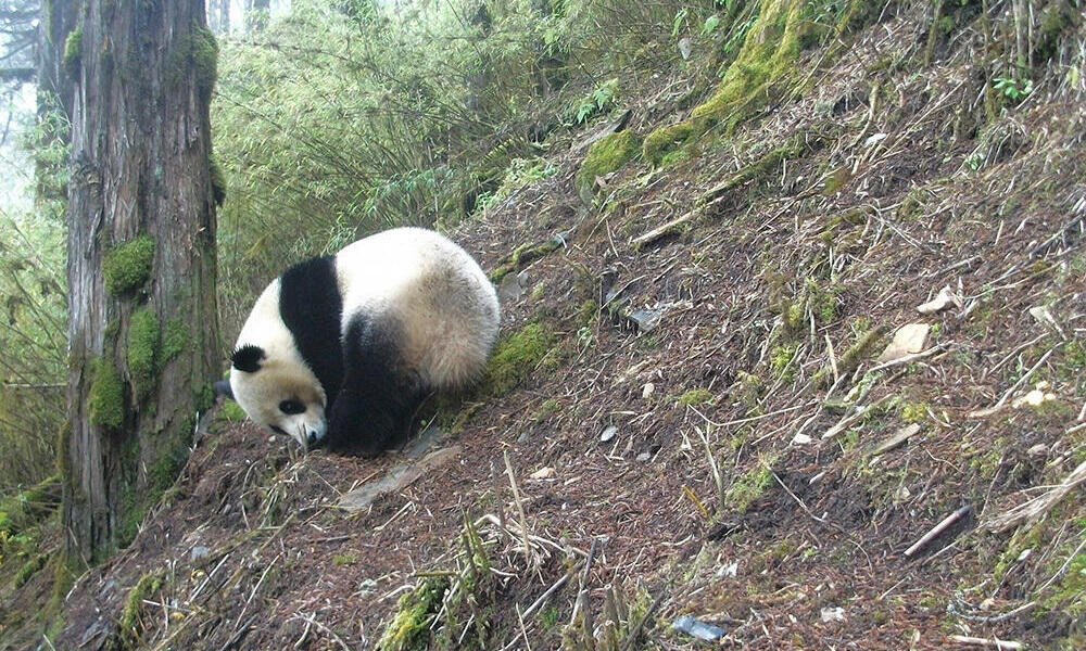 Panda Raksasa Terpantau CCTV di Hutan Chongzhou-Image-1