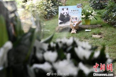 Panda di Hongkong Ocean Park Mati, Warga Ziarah-Image-2