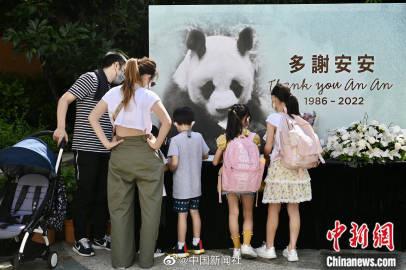 Panda di Hongkong Ocean Park Mati, Warga Ziarah-Image-3
