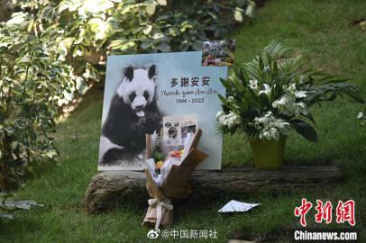 Panda di Hongkong Ocean Park Mati, Warga Ziarah-Image-4