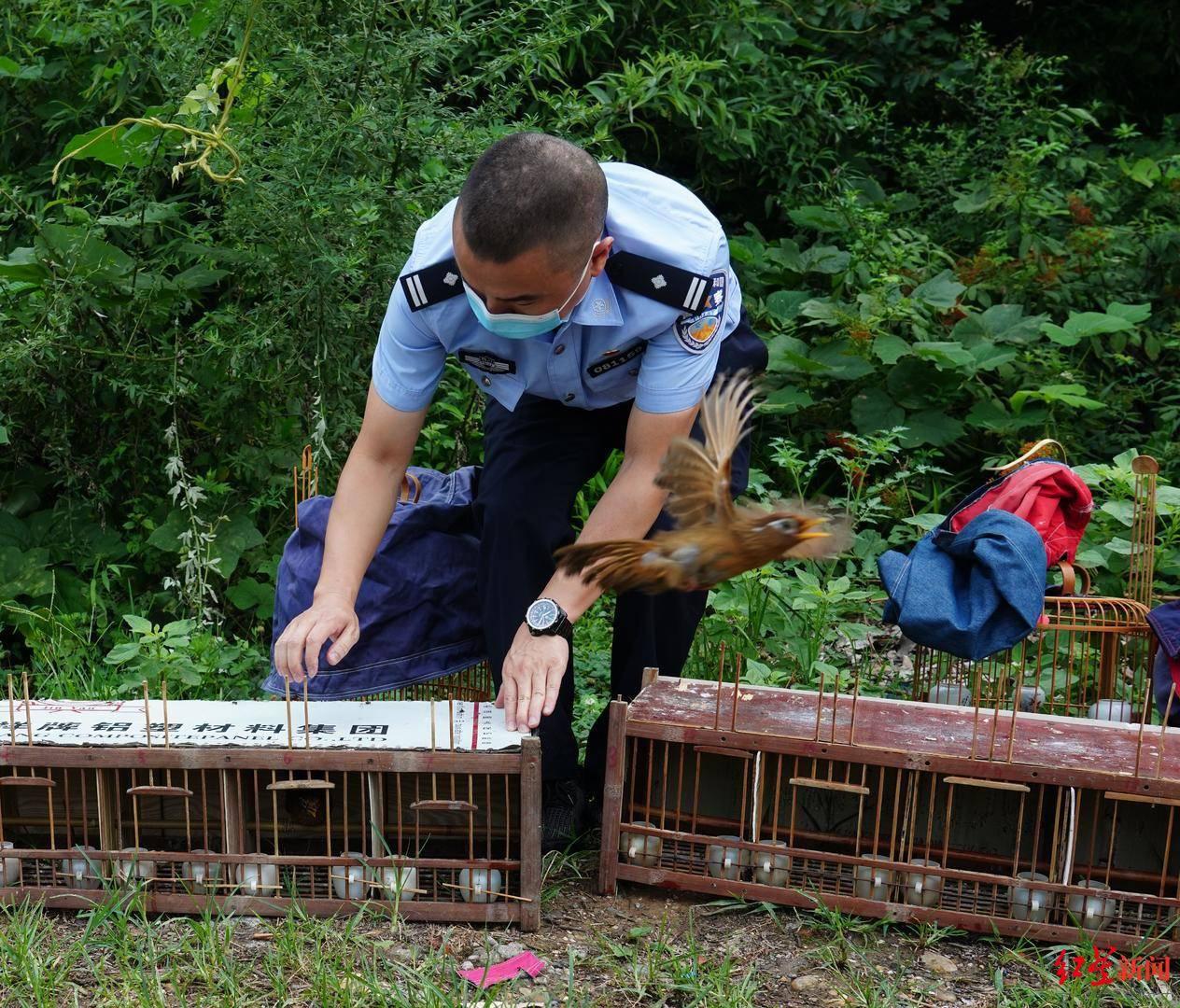 Polisi Tangkap Penjahat Burung Hwa Mei-Image-3