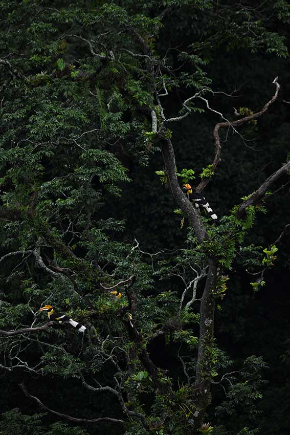 Potret Burung Rangkong yang Langka di Yunnan-Image-3