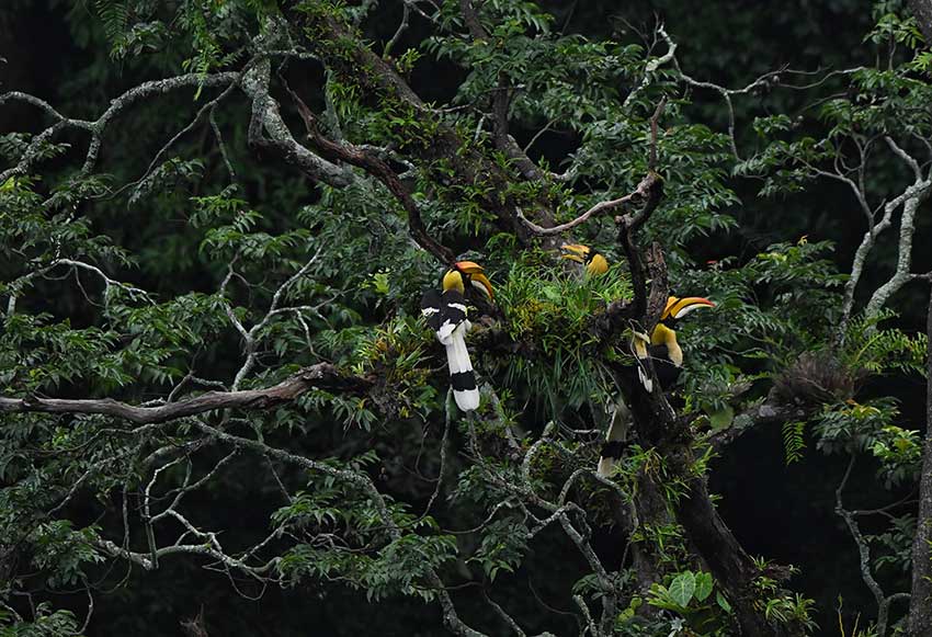 Potret Burung Rangkong yang Langka di Yunnan-Image-4