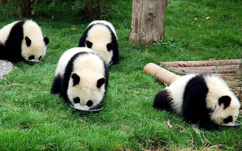 6 Tempat Terbaik Nonton Panda Raksasa di China-Image-1