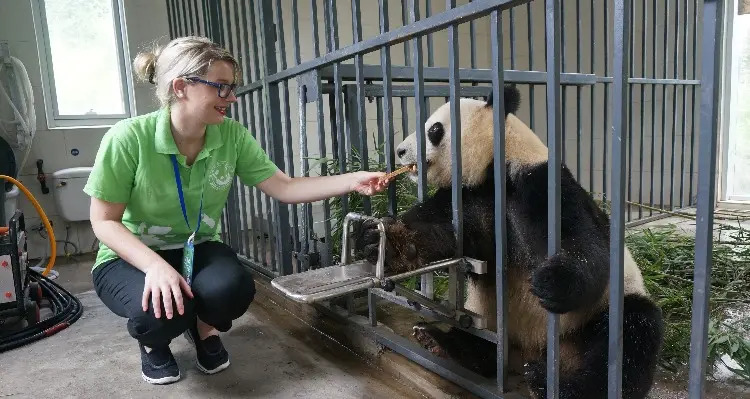 6 Tempat Terbaik Nonton Panda Raksasa di China-Image-2