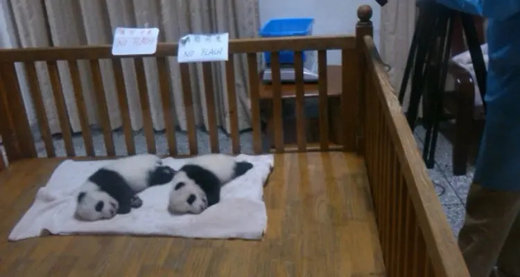 6 Tempat Terbaik Nonton Panda Raksasa di China-Image-4