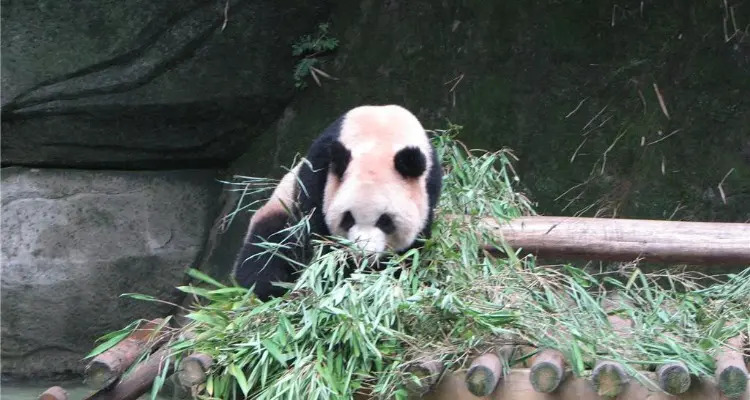 6 Tempat Terbaik Nonton Panda Raksasa di China-Image-5
