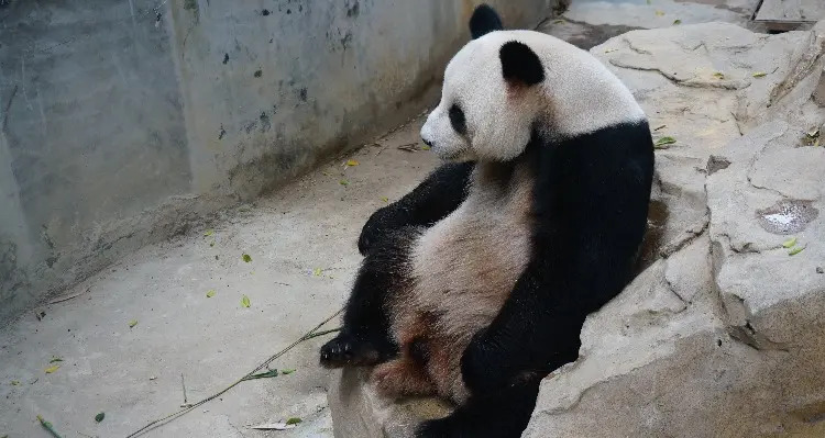 6 Tempat Terbaik Nonton Panda Raksasa di China-Image-6