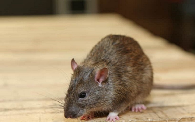 Shio 26 Juli: Tikus Sedang Bahagia-Image-1