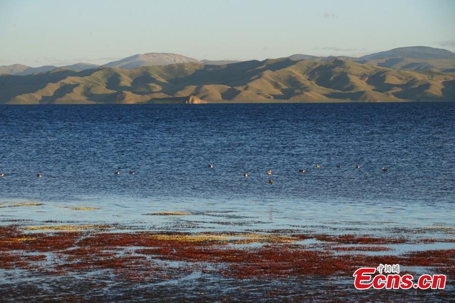 Potret Indahnya Danau Dongge di Qinghai-Image-3