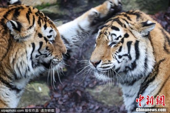 Hari Cinta Harimau se-Dunia 29 Juli 2022-Image-2