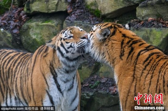 Hari Cinta Harimau se-Dunia 29 Juli 2022-Image-12