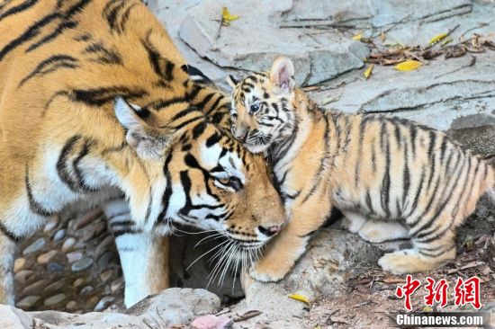 Hari Cinta Harimau se-Dunia 29 Juli 2022-Image-14