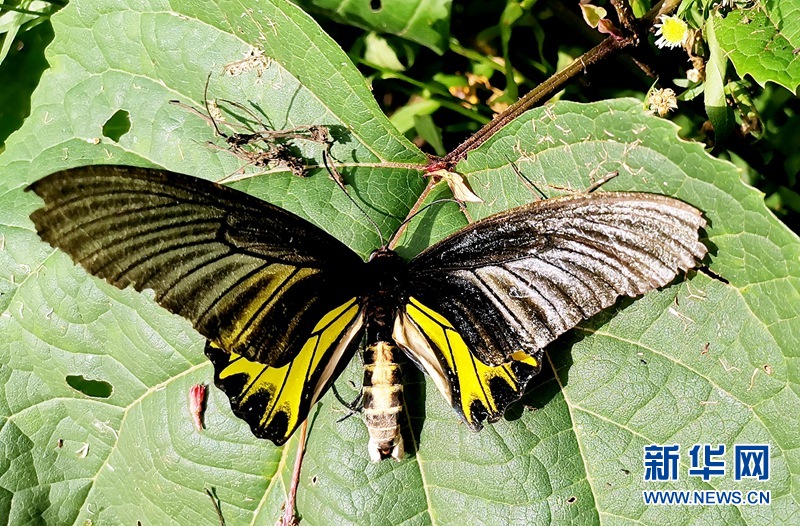 Kupu Langka Swallowtail Ditemukan di Hubei-Image-1