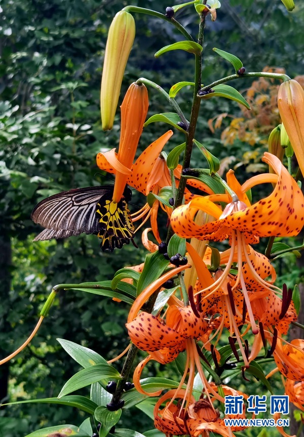 Kupu Langka Swallowtail Ditemukan di Hubei-Image-2