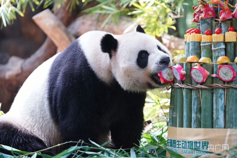 Panda Kembar 3 di China Rayakan HUT ke-8-Image-1