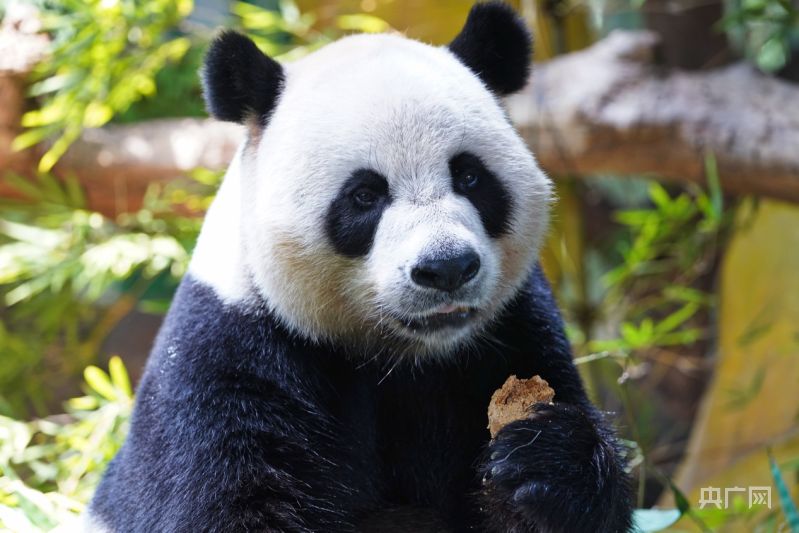 Panda Kembar 3 di China Rayakan HUT ke-8-Image-2