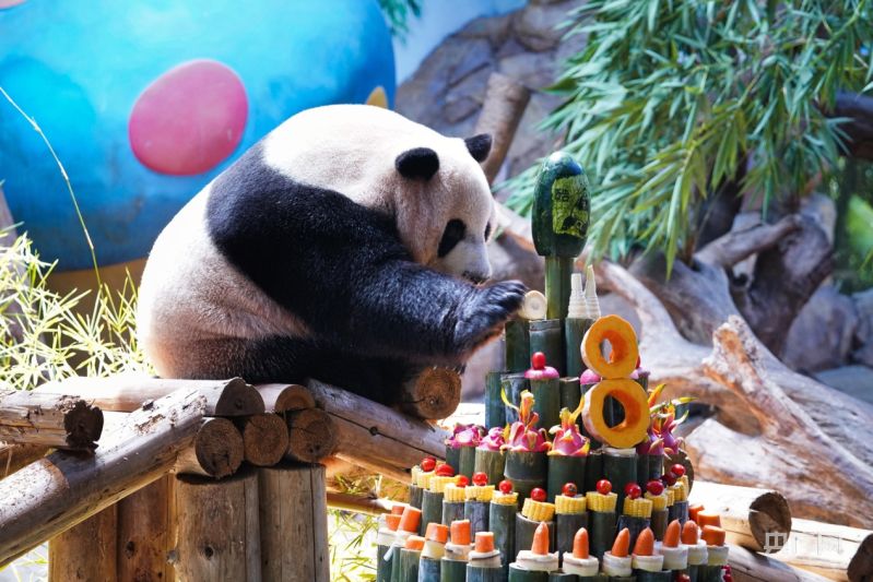 Panda Kembar 3 di China Rayakan HUT ke-8-Image-3