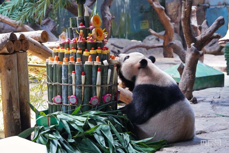 Panda Kembar 3 di China Rayakan HUT ke-8-Image-4