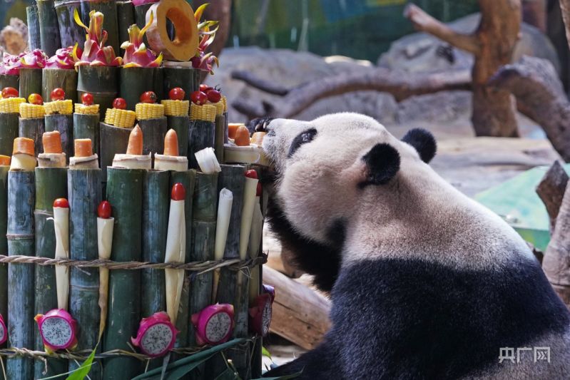 Panda Kembar 3 di China Rayakan HUT ke-8-Image-5
