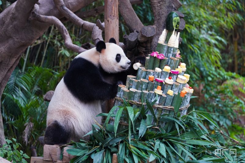Panda Kembar 3 di China Rayakan HUT ke-8-Image-6