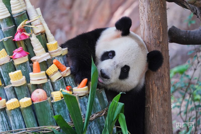 Panda Kembar 3 di China Rayakan HUT ke-8-Image-7