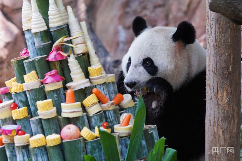 Panda Kembar 3 di China Rayakan HUT ke-8-Image-8