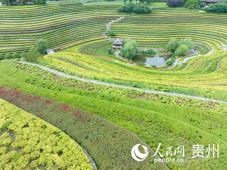 POTRET: Ladang di Guizhou Mirip Sidik Jari-Image-2