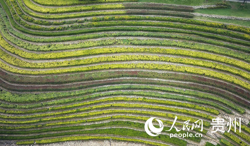 POTRET: Ladang di Guizhou Mirip Sidik Jari-Image-3