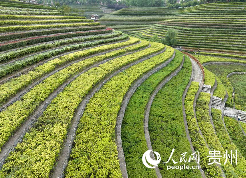 POTRET: Ladang di Guizhou Mirip Sidik Jari-Image-5