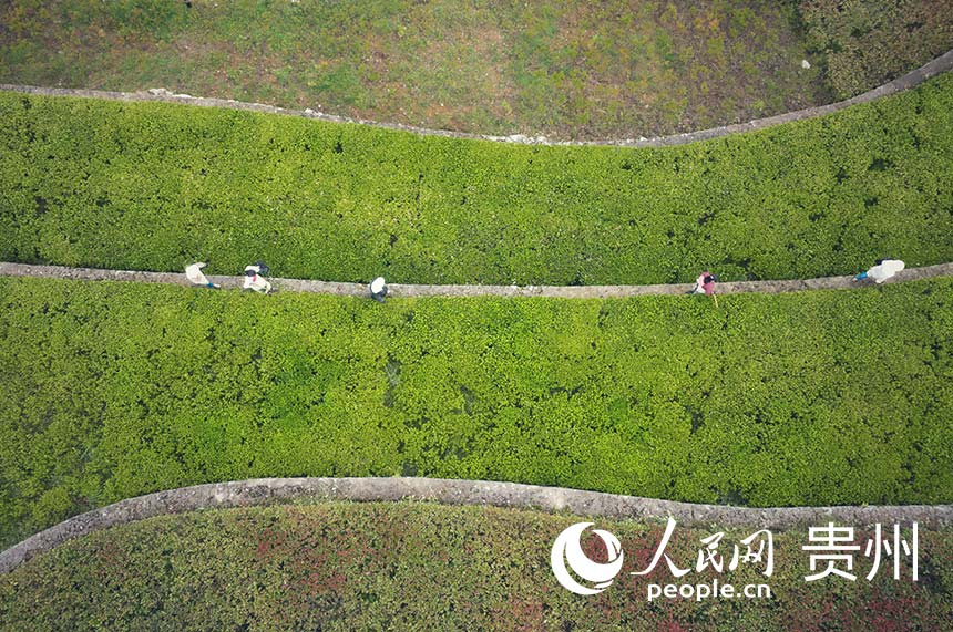 POTRET: Ladang di Guizhou Mirip Sidik Jari-Image-6