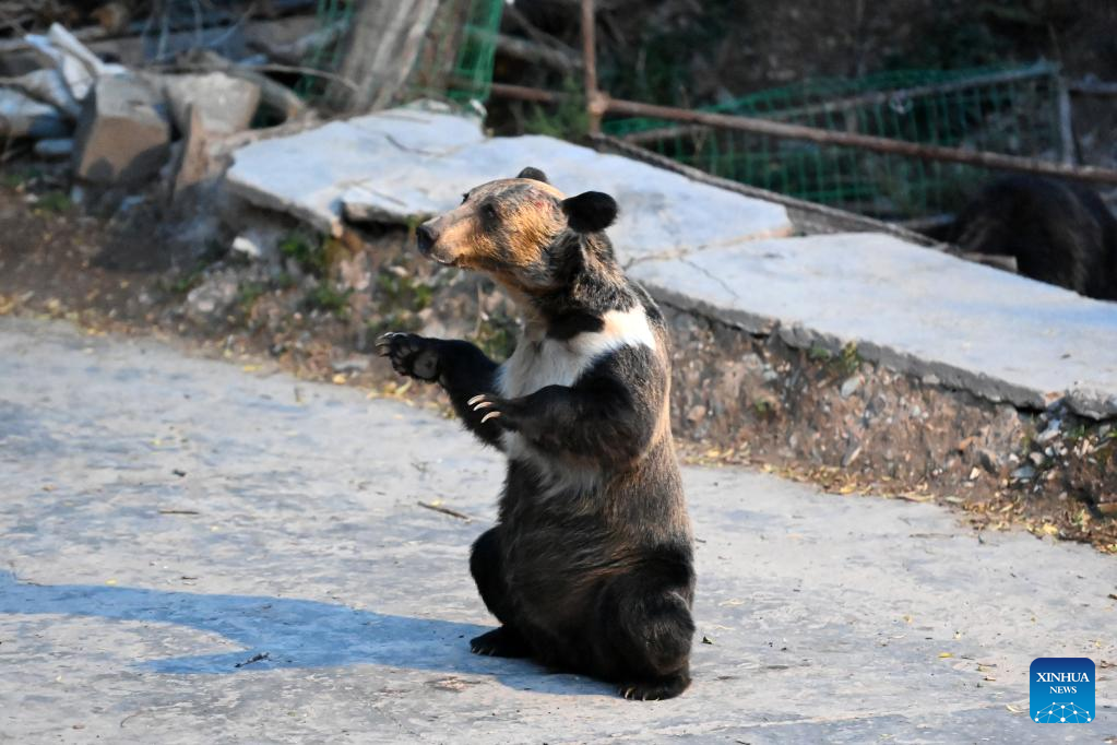 Beruang Liar Terpantau di Desa Xianggu-Image-1