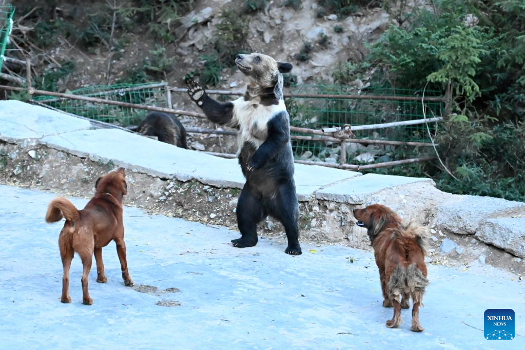 Beruang Liar Terpantau di Desa Xianggu-Image-2