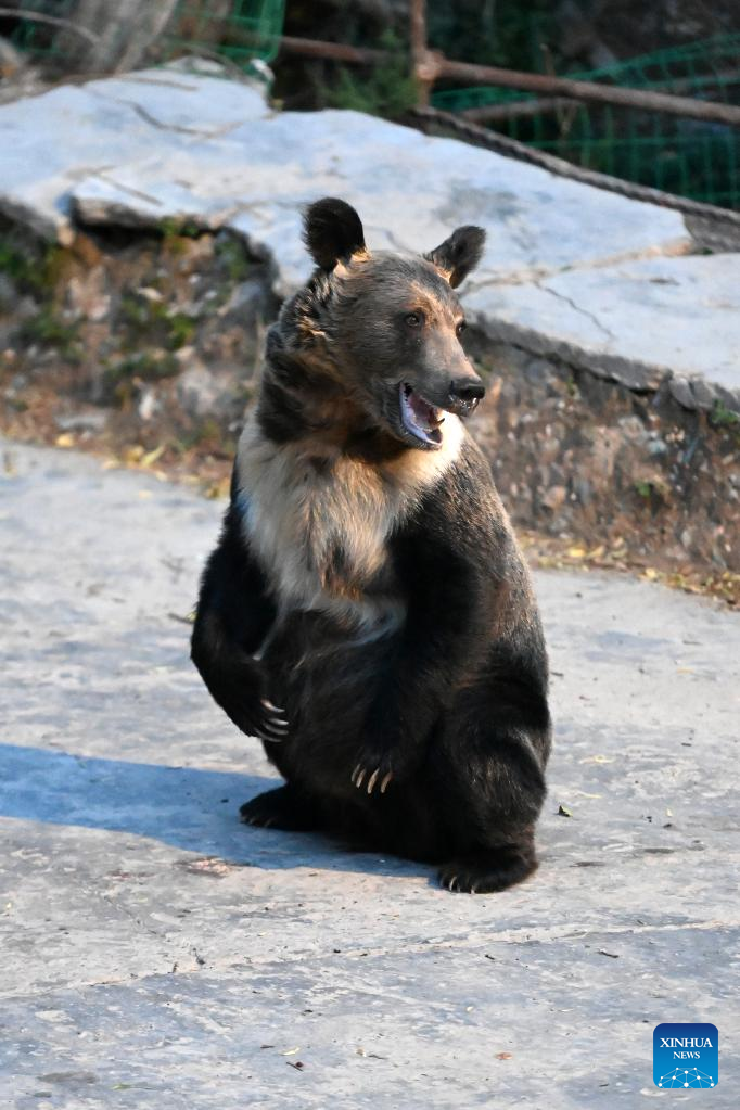 Beruang Liar Terpantau di Desa Xianggu-Image-4