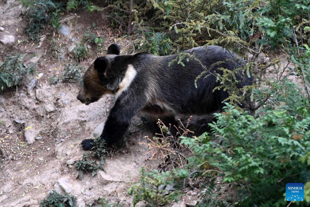 Beruang Liar Terpantau di Desa Xianggu-Image-3