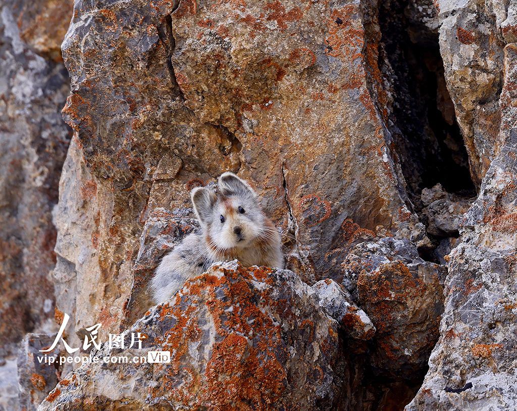 Seekor Lli Pika Langka Ditemukan di Jinghe-Image-1