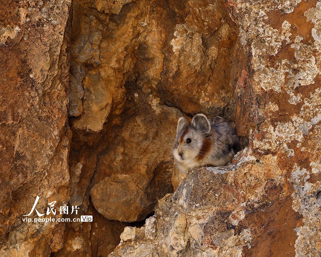 Seekor Lli Pika Langka Ditemukan di Jinghe-Image-2