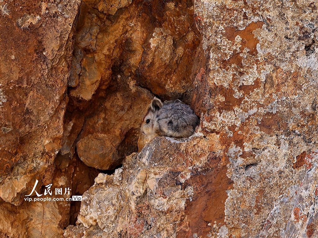 Seekor Lli Pika Langka Ditemukan di Jinghe-Image-3