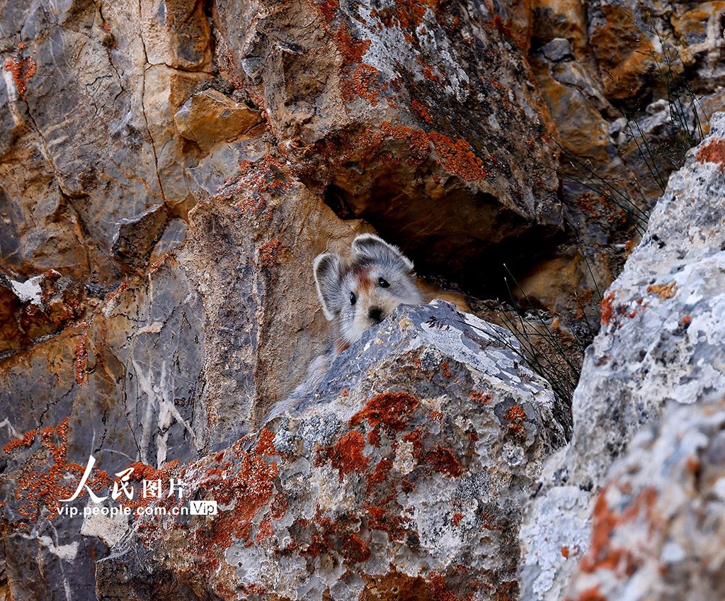 Seekor Lli Pika Langka Ditemukan di Jinghe-Image-4