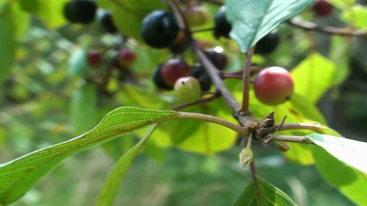 Bunga Rhamnaceae Ditemukan di Sichuan-Image-1