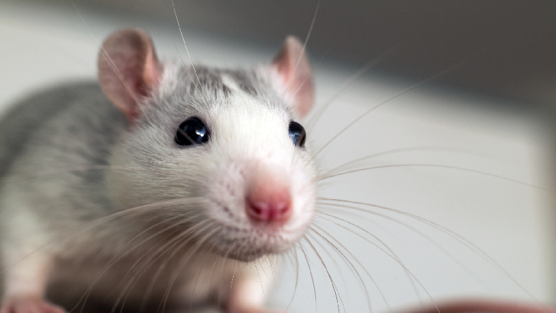 Shio 14 Agustus: Tikus Sedang Malas-Image-1