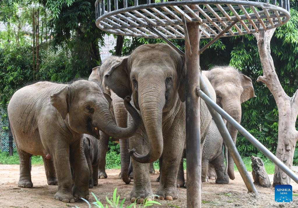 POTRET: Hari Gajah Sedunia Diperingati di Guangzhou-Image-3