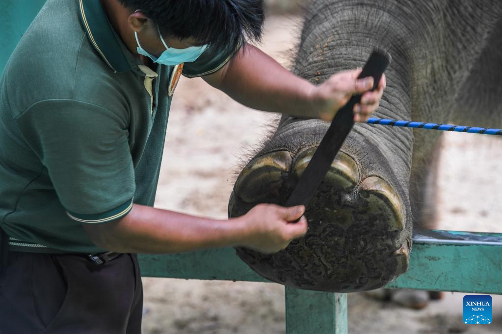 POTRET: Hari Gajah Sedunia Diperingati di Guangzhou-Image-4