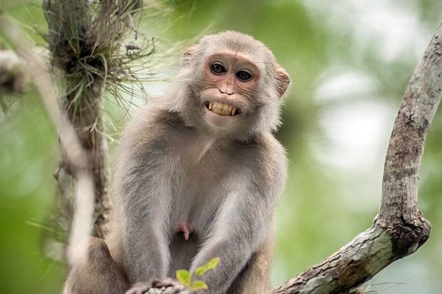 Shio 17 Agustus: Monyet Penuh Energi-Image-1