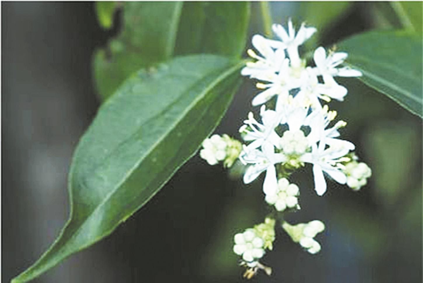 Bunga Langka Qizihua Ditemukan di Hubei-Image-1