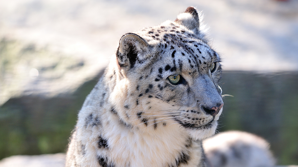 Macan Tutul Salju di Qinghai Tinggal 1.200-Image-1